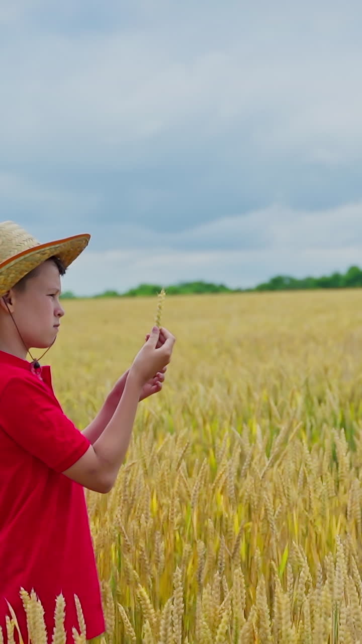 Little farmer on yellow field. Serious boy in straw hat holds a spikelet in hand and examines it thoroughly. Agriculture concept. Vertical video