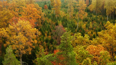 revealing young spruces in a forest clearing