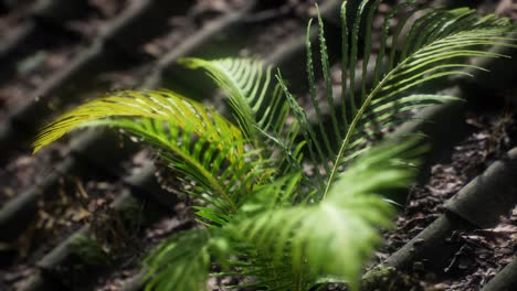 moss and fern on old roof