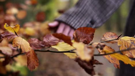 Shot-of-autumn-leaves-touched-by-the-hand-of-a-Caucasian-woman-in-slow-motion-focusing-at-the-end-on-the-Caucasian-woman