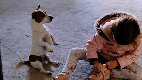 young girl puts on shoe while pet jack russell sits upright waiting patiently