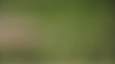 fondo verde borroso