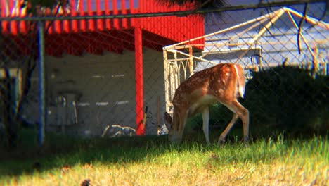 fawn white tail deer in residential backyard