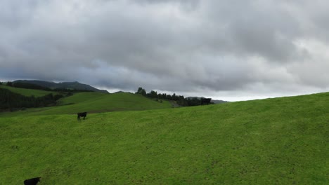 Luftkino-Umlaufbahn:-Drei-Kühe-Erklimmen-Den-Grünen-Hügel-Auf-Den-Azoren,-São-Miguel