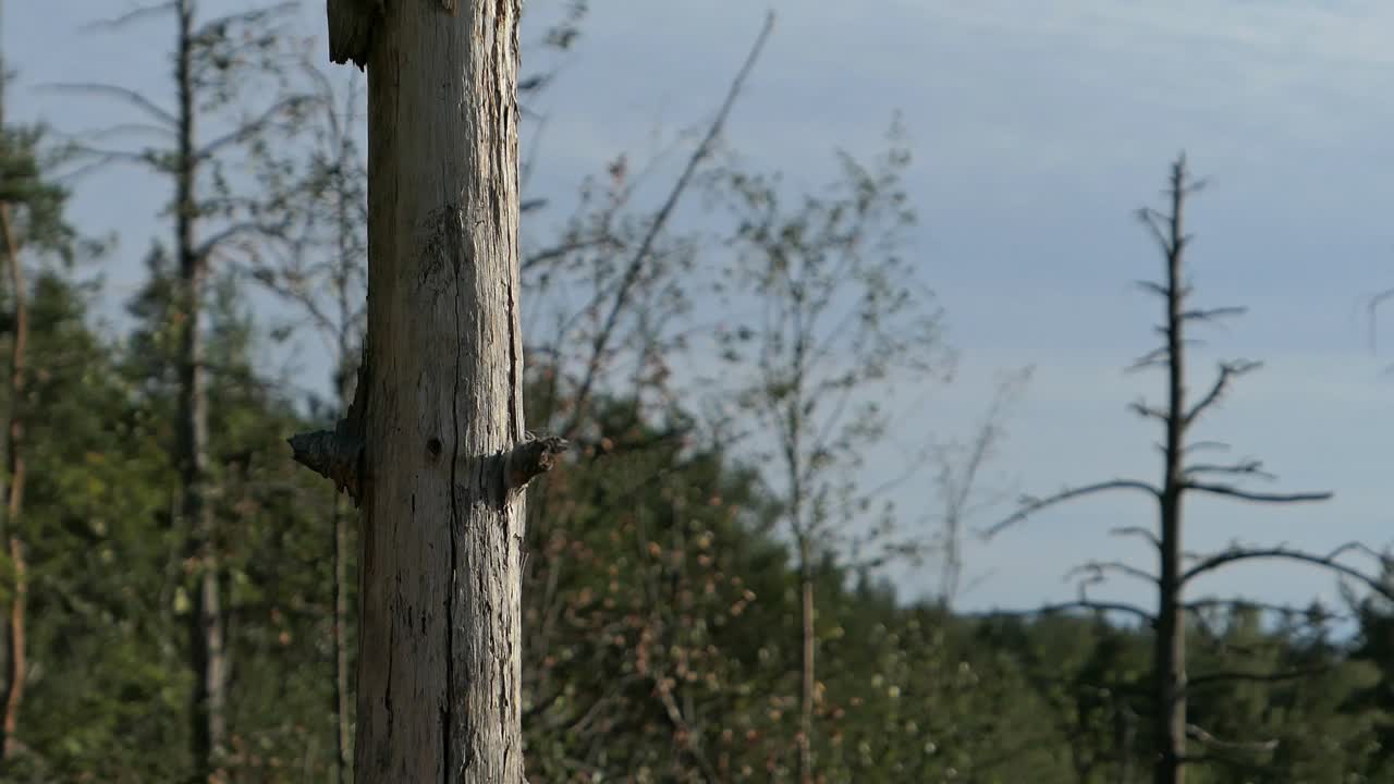 Woman touching and passing by dead snag tree in preserved forest