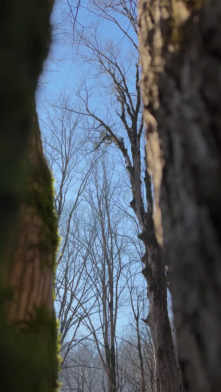 Vertical view of Hyrcanian forest tree trunk sunlight blur autumn foliage morning outdoor landscaoe illuminate natural amazing peaceful forest scenic hiking trail in trip to hyrcanian nature reserve