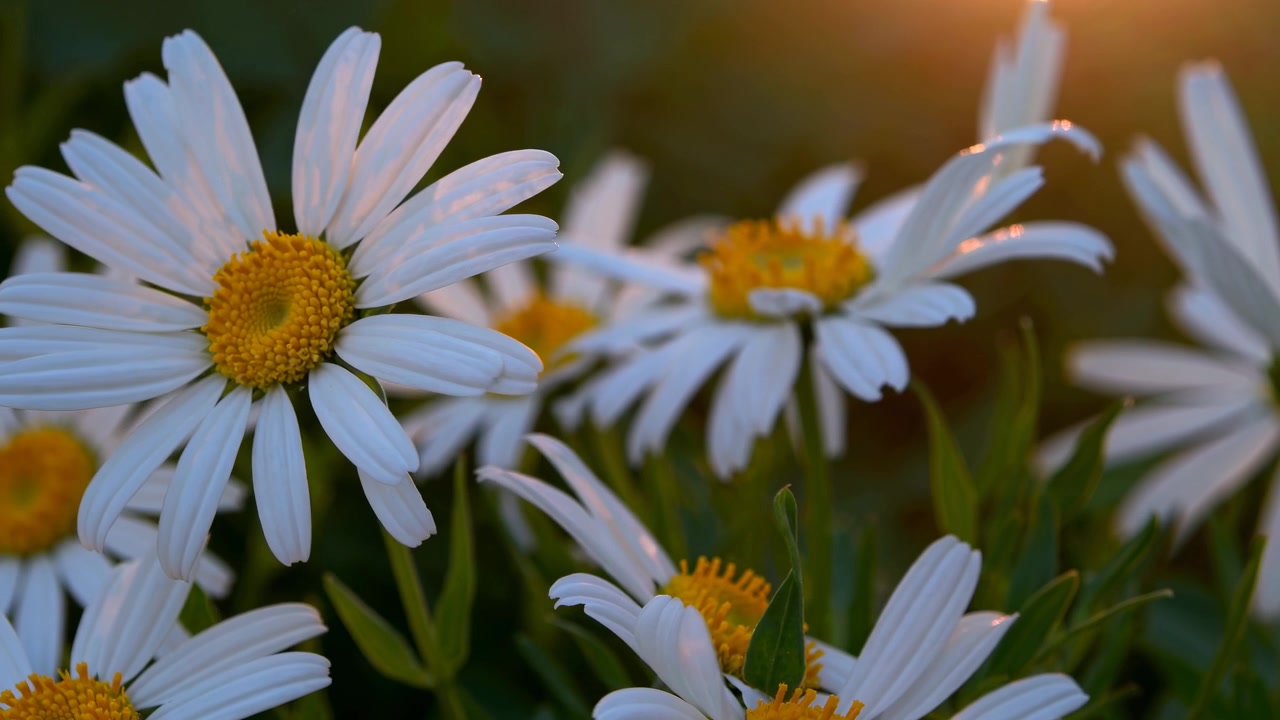Fiori di margherita bianchi che sbocciano alla luce dorata del tramonto