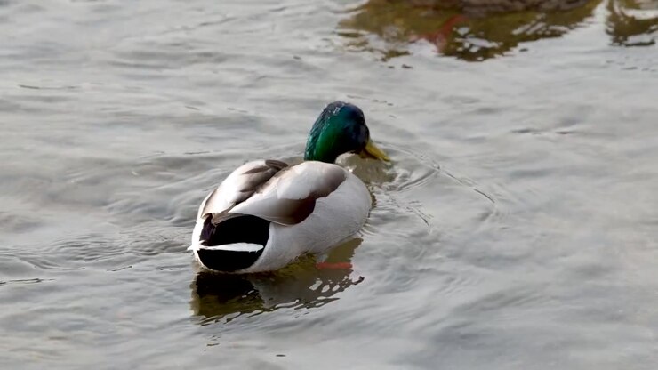 Un germano reale maschio nuota attraverso un fiume tranquillo e immerge la testa sott'acqua.