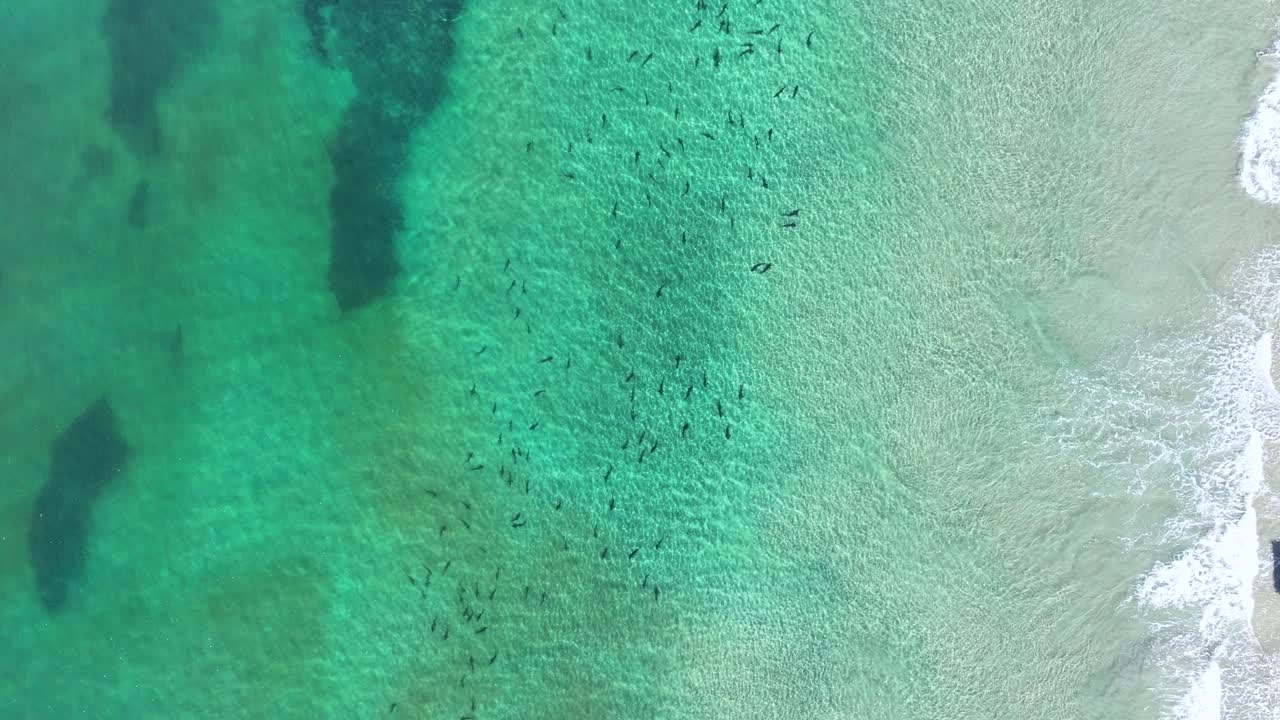 산란 하는 호랑이 상어 의 공중 사진