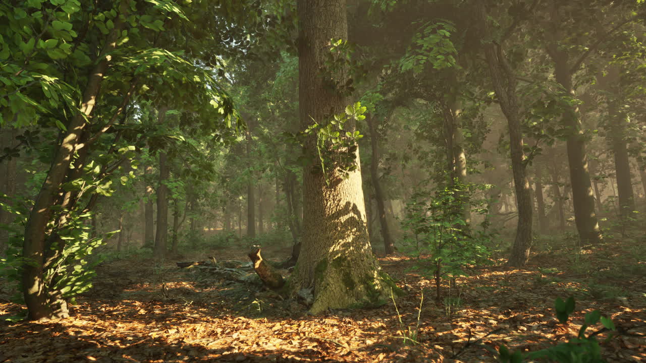 лесные деревья, освещенные золотым солнечным светом.