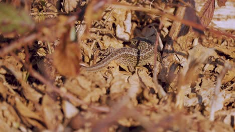 stationary small ground lizard on brown leaves