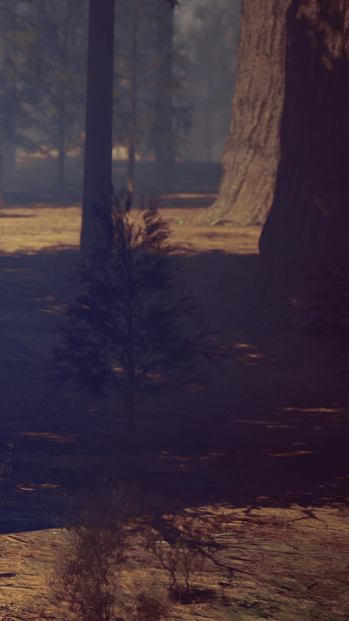 Forest scene with tall trees during day in natural setting near shadows