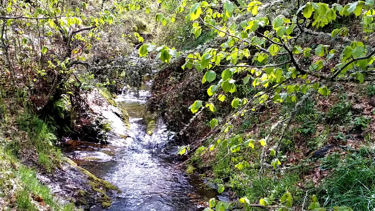 arroyo de agua estrecho de un río afluente en el campo