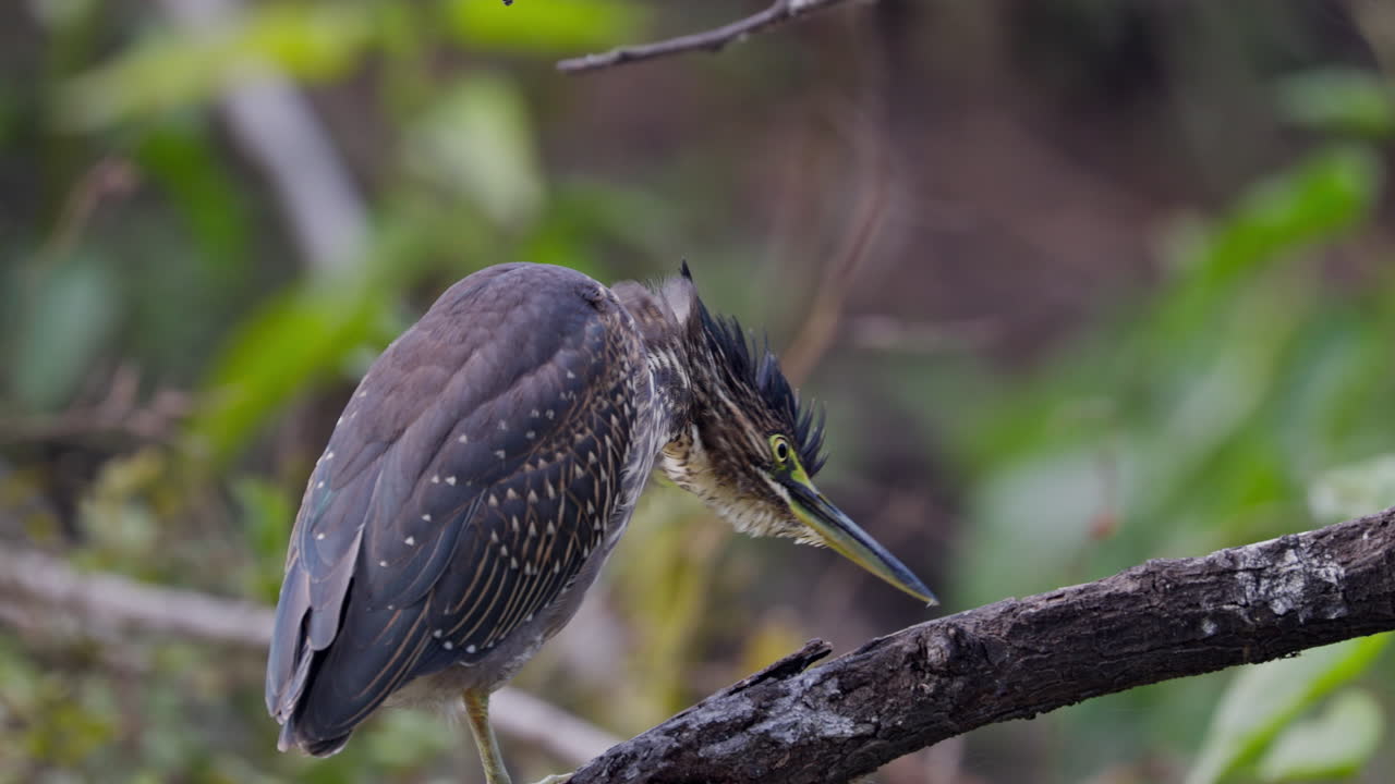 Butorides striata, ecosystem, Mangrove heron. A striated heron sitting on the tree branch and foraging in keoladeo bird sanctuary, India.