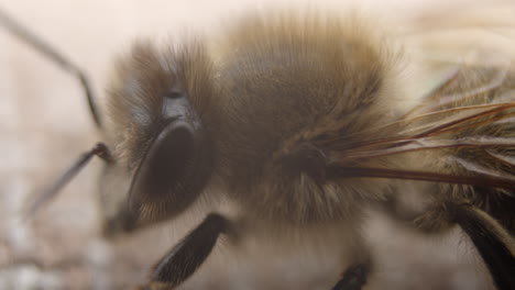 extreme closeup of hairy honeybee resting, soft light on bee, macro shot