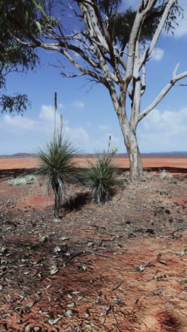 australian outback landscape with gum tree and native plants