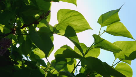 hojas verdes translúcidas se balancean en el sol, cielo azul en el fondo