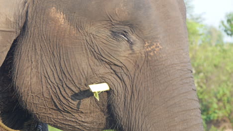 Sumatran-Elephant-Enjoys-Eating-Branches-for-Lunch,-Slow-Motion-Chewing,-Close-Up