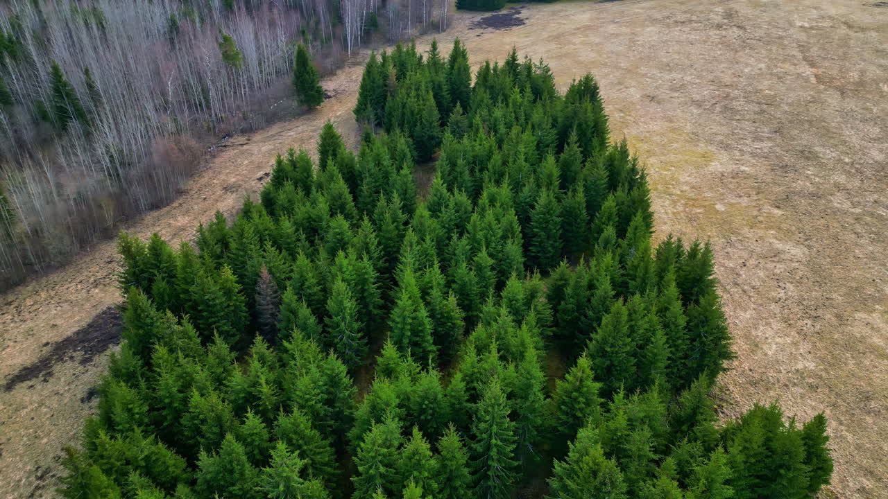 Pine Woods With Dense Green Foliage In Rural Landscape