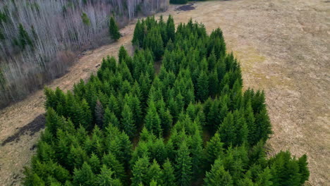 pine woods with dense green foliage in rural landscape