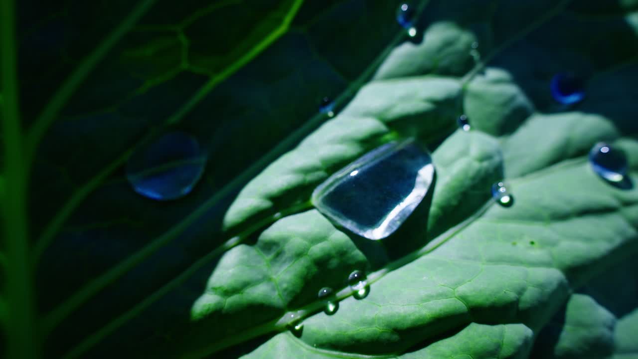 Scatto macro di goccioline d'acqua su una foglia verde brillante