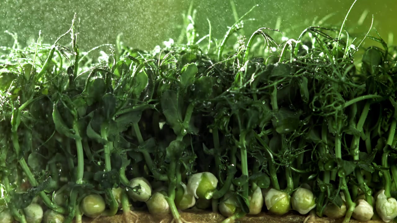 Watering Fresh Pea Microgreens Growing in Slow Motion