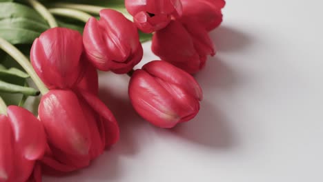 Video-of-bunch-of-red-tulips-with-copy-space-on-white-background