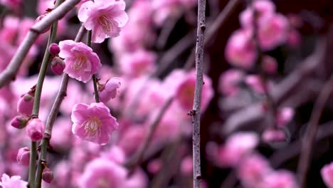 Cherry-blossom-blooming-in-Fukuoka,-Japan