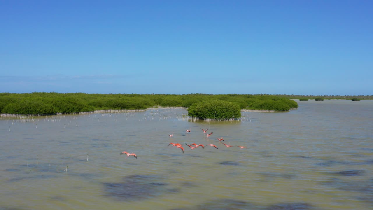 도미니카 공화국 오비에도 석호의 수면 위로 날아다니는 분홍색 플라밍고 무리