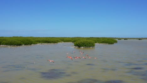 Schwarm-Rosafarbener-Flamingos,-Die-über-Die-Wasseroberfläche-In-Der-Lagune-Von-Oviedo,-Dominikanische-Republik,-Fliegen