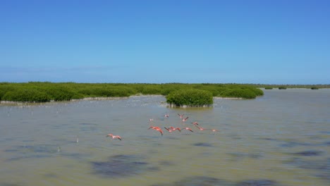 Bandada-De-Flamencos-Rosas-Volando-Sobre-La-Superficie-Del-Agua-En-La-Laguna-De-Oviedo,-República-Dominicana