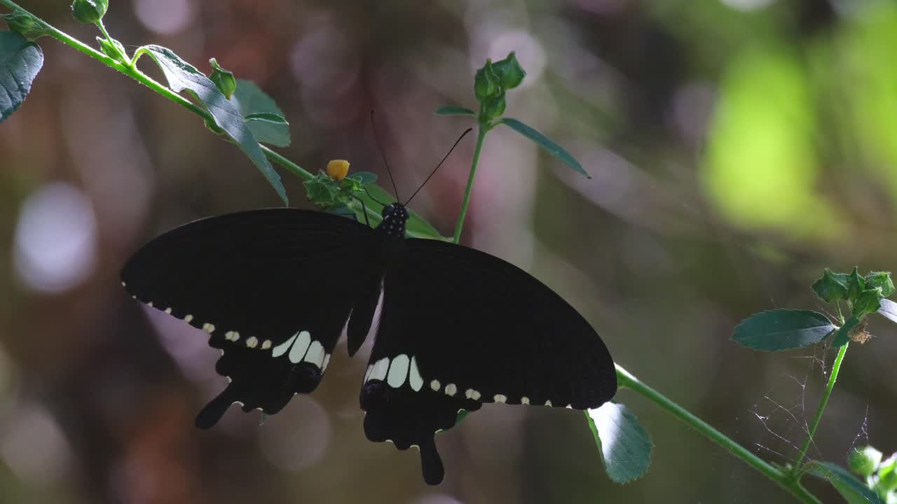 Kamera zoomt heraus, während sie auf dem Stiel dieser Pflanze tief im Wald ruht, Schwalbenschwanz (Papilio polytes), Thailand