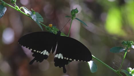 Camera-zooms-out-while-resting-on-the-stem-of-this-plant-deep-in-the-forest,-Common-Mormon-Papilio-polytes,-Thailand