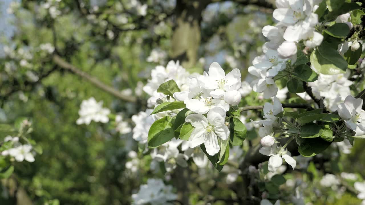 봄 테마의 가을 꽃잎의 세부 사항. 사과 꽃 꽃