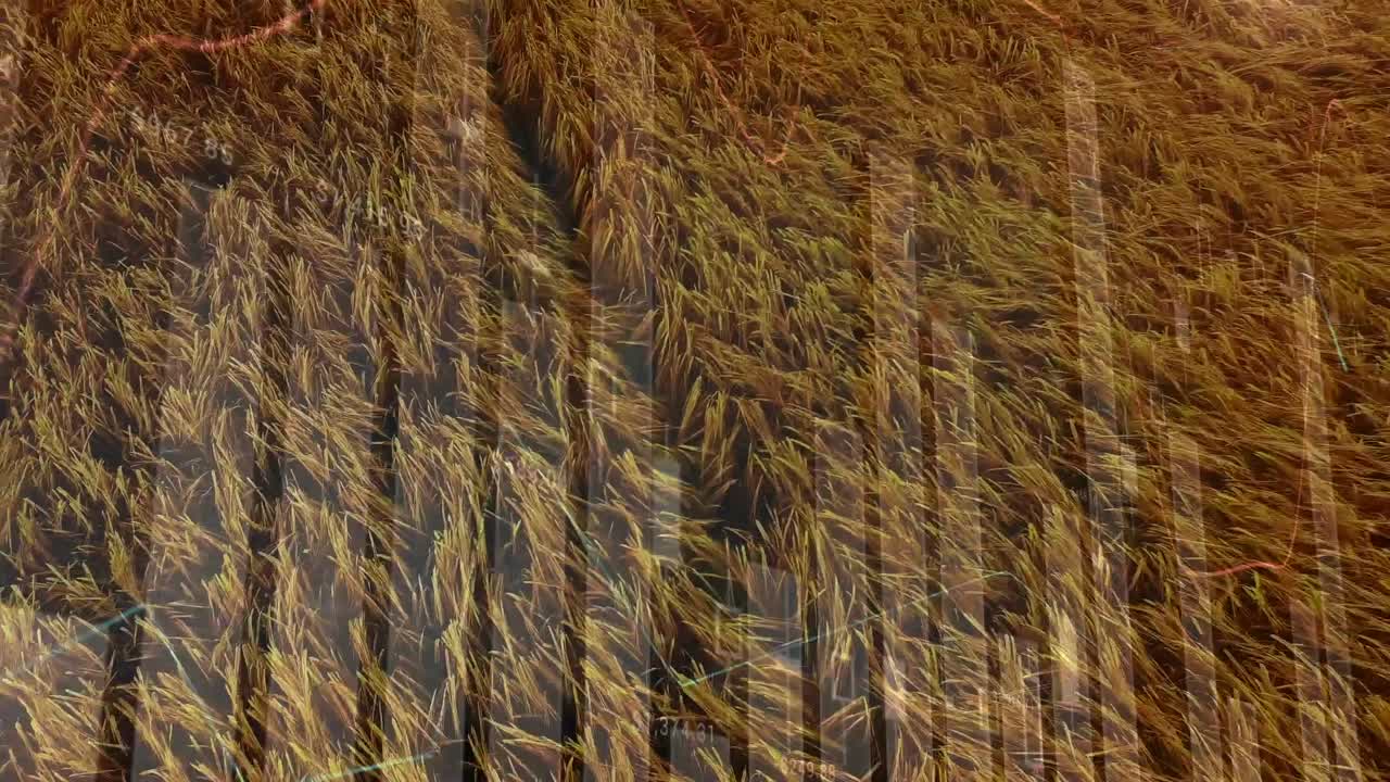 animación del procesamiento de datos financieros en el ámbito de la agricultura