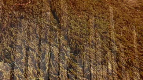 animation of financial data processing over agriculture field