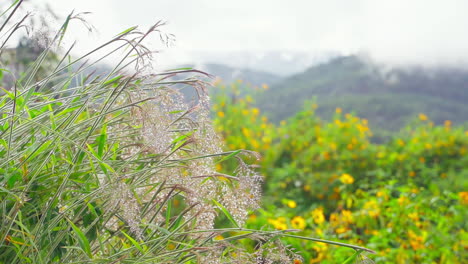 Tautropfen-Schmücken-Wildes-Schilf-Im-Sonnenbeschienenen-Feld-Eines-Frühen-Morgens