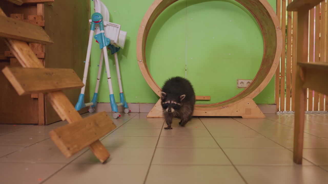 un procione curioso esplora il tunnel di una sala giochi interna, un piccolo mammifero peloso emerge da una ruota circolare su un pavimento piastrellato, annusa la fotocamera, si avvicina all'obiettivo, si aggira giocosamente su rampe e scale di legno
