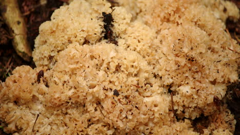 mid-shot-of-cauliflower-fungus-on-a-forest-floor-at-Blackwater-Arboretum