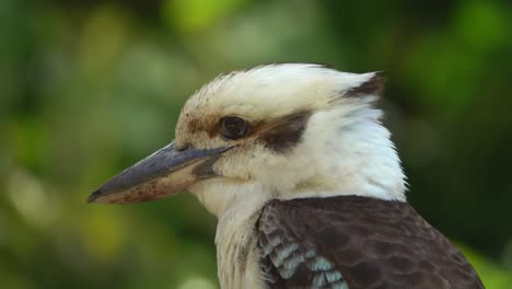 kookaburra se sienta en una rama en un arbusto ventoso