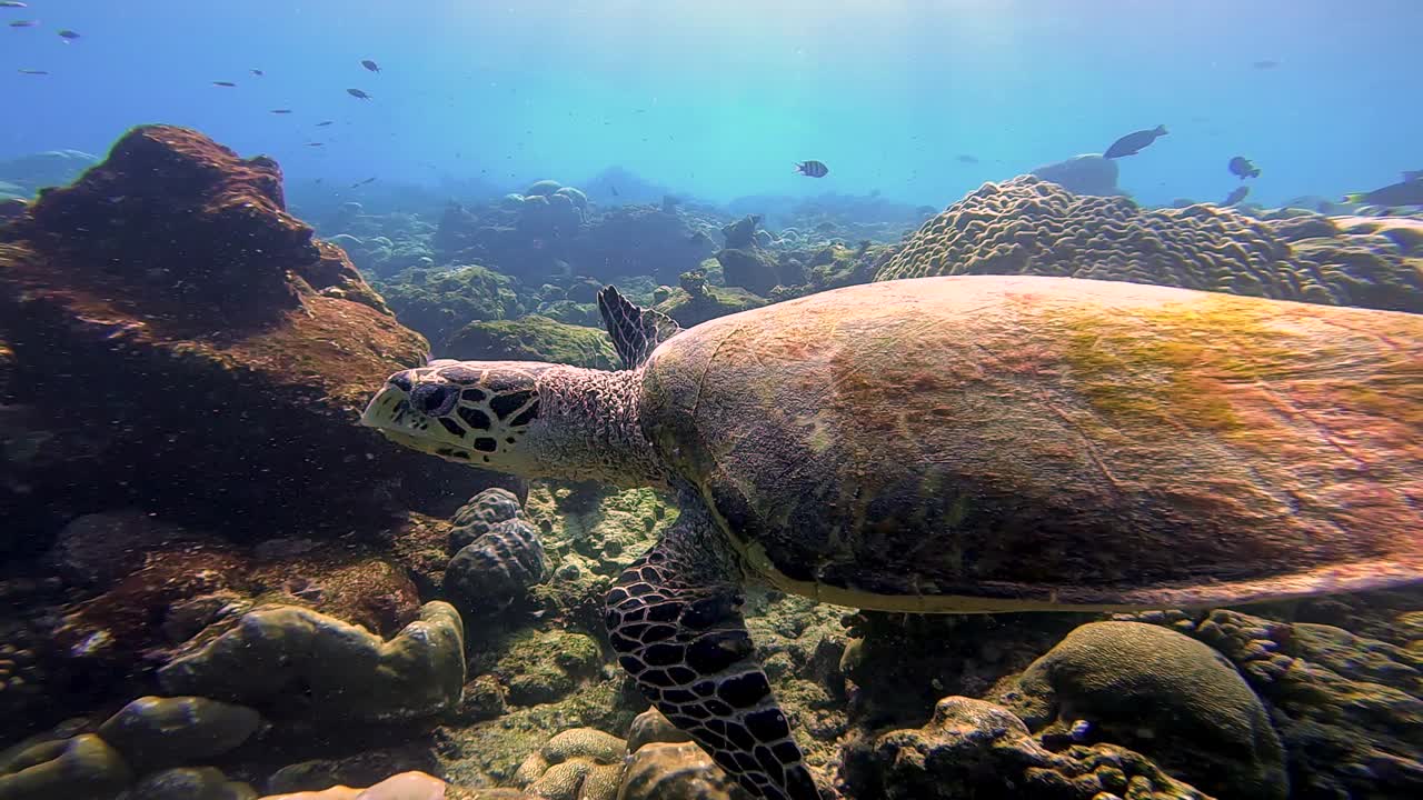 Sea turtle swims by in shallow reef in indian ocean, Maldives equator