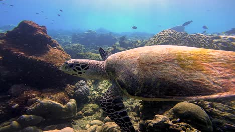 tortuga marina nada en arrecifes poco profundos en el océano índico, ecuador de maldivas