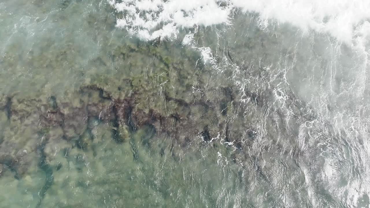 muchas tortugas marinas verdes pastando en un arrecife poco profundo en maui