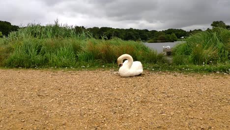 Richmond-park-on-a-cloudy-day