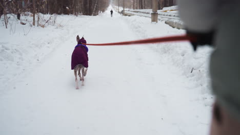 dog in purple coat walking on snowy road while being led on red leash by person in winter jacket and gloves, forest and snow-covered ground stretching into distance on quiet cold day outdoors