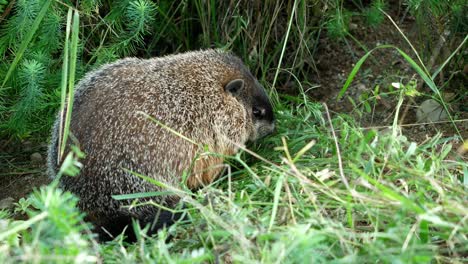 Closeup-of-a-fluffy-groundhog-eating-a-plant