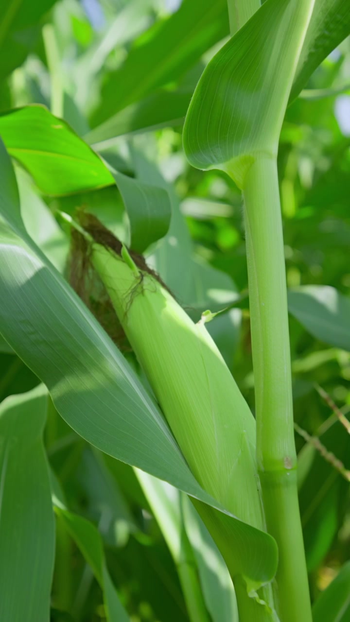 Vibrant Green Corn Cob Growing in a Sunny Cornfield