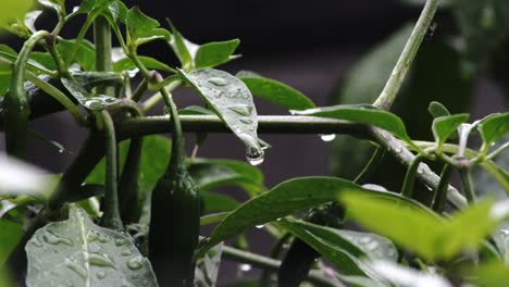 Close-up-of-water-droplet-hanging-from-leaf-lush-green-life,-spicy-pepper-plant