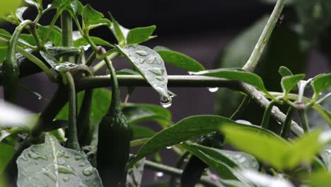 primer plano de la gota de agua colgando de la exuberante vida verde de la hoja, planta de pimienta picante