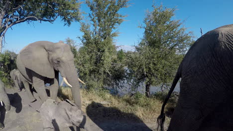 unique view of wild elephants walking single file past a gopro sports camera